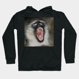 Yawn! Black-faced Vervet Monkey, Kenya. Hoodie